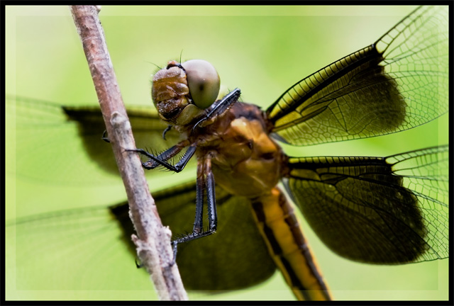 Dragonfly II
