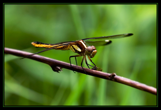 Dragonfly III