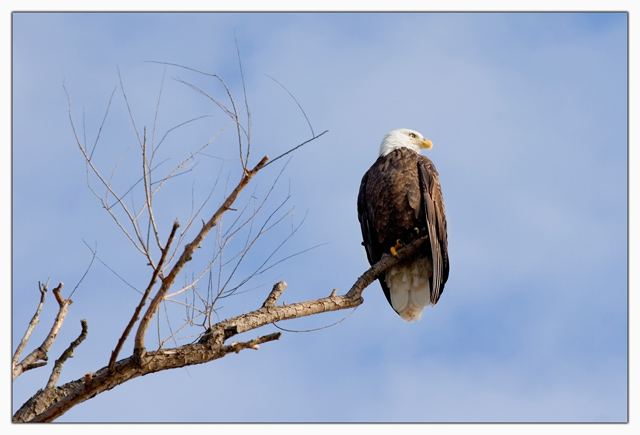 Bald Eagle