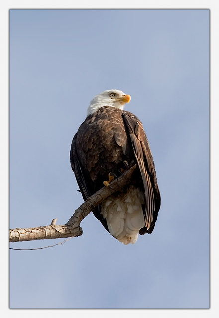 Bald Eagle III