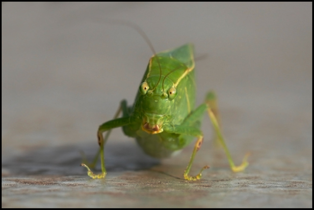 Green hopper