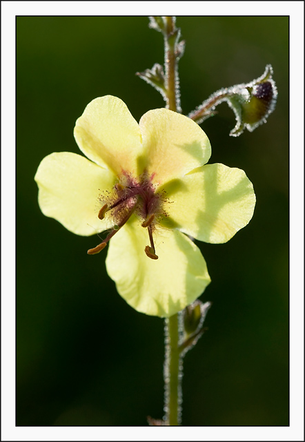 Moth Mullein 