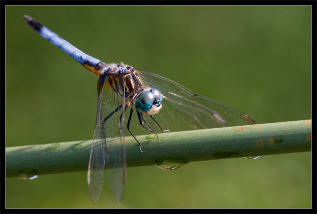 Dragonfly VII