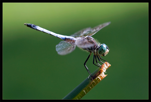 Dragonfly VIIII