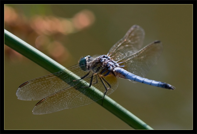 Dragonfly IX