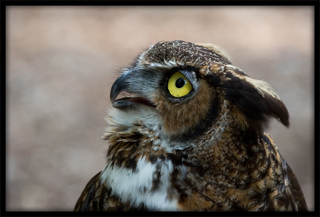 Great Horned Owl