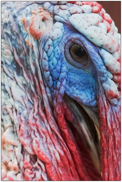 TOM