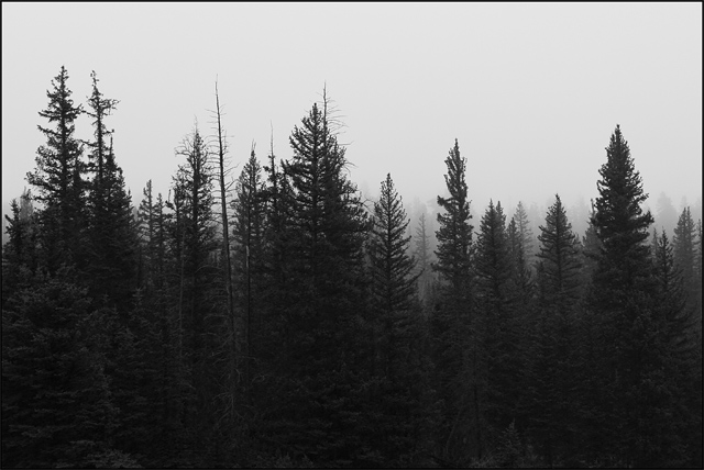 Foggy Forest II