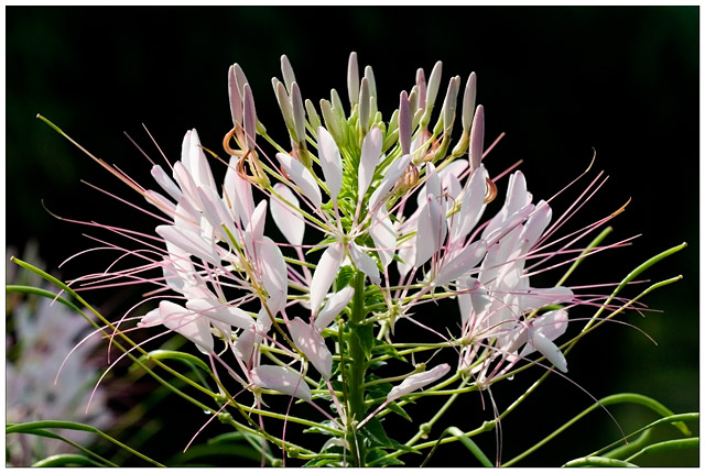 Flower IV