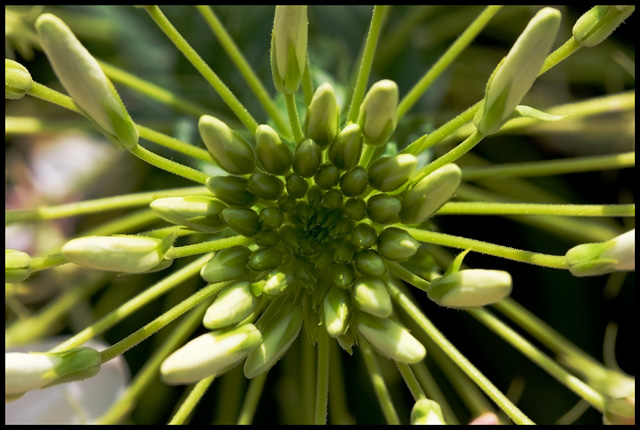 Flower VI