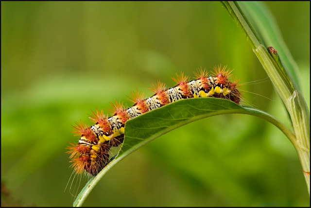 Catapillar