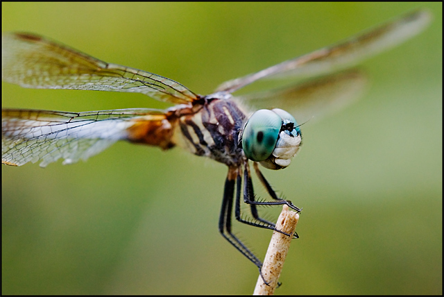 Dragonfly XI