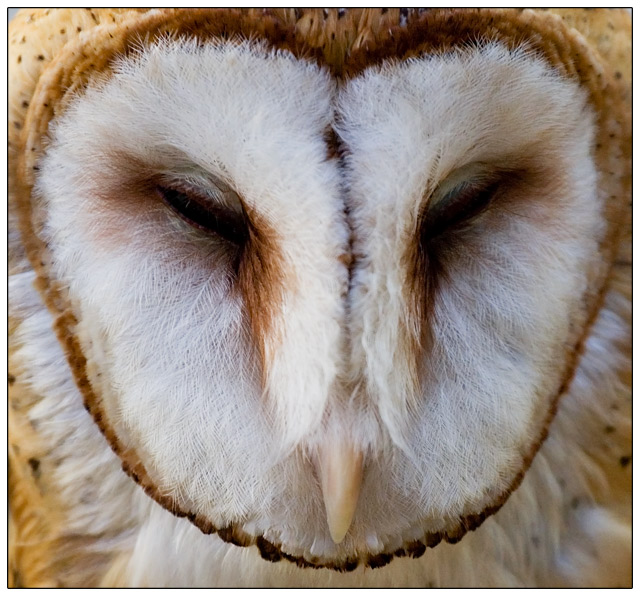 Barn Owl