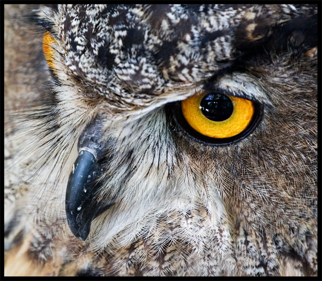 Eurasian Eagle Owl