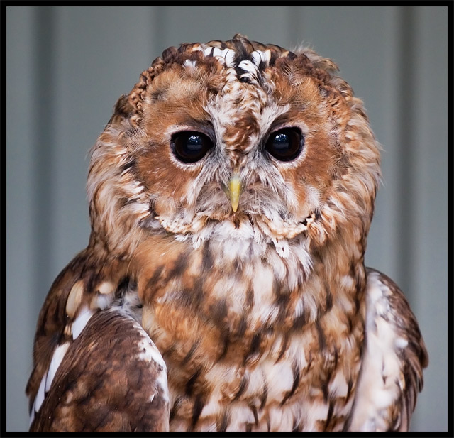 Barred Owl