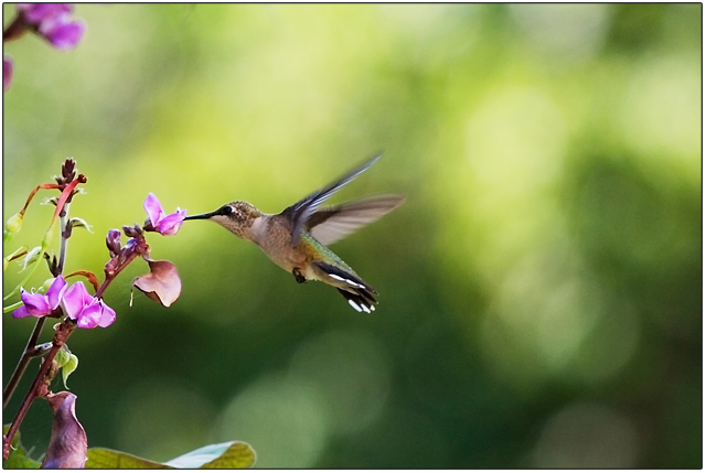 Hummingbird I