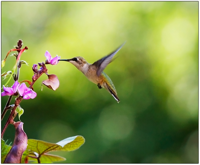 Hummingbird II