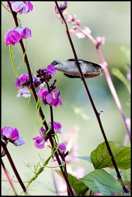 Hummingbird VII