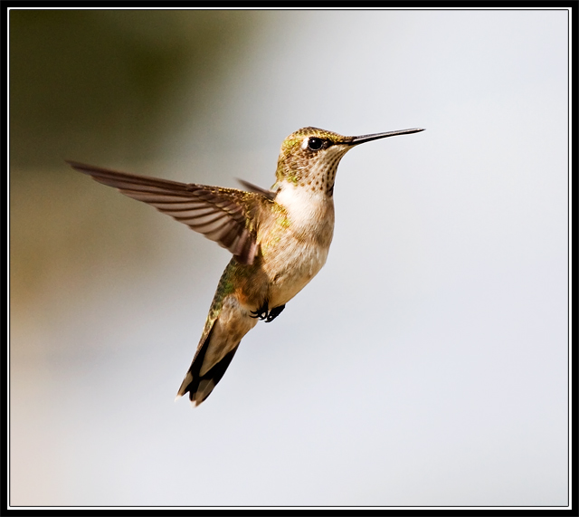 Hummingbird X