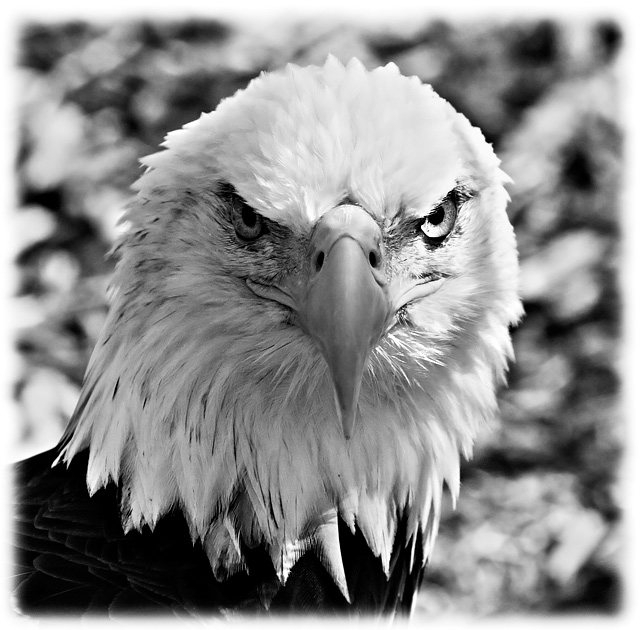 Highkey Bald Eagle