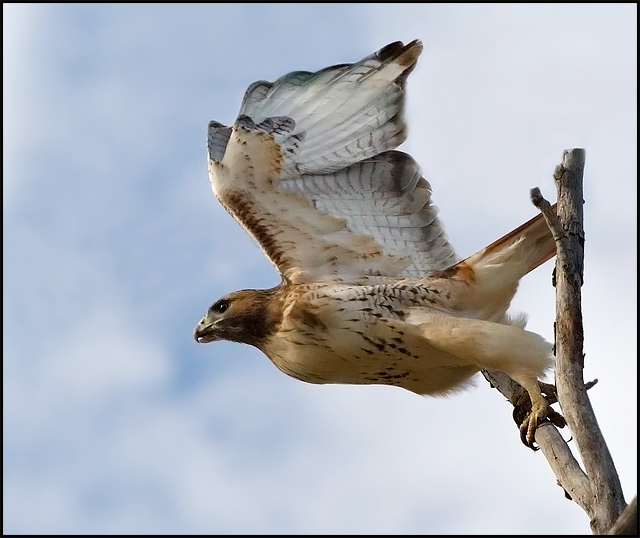 RedTail Takeoff