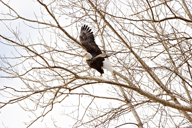 Bald Eagle Takeoff