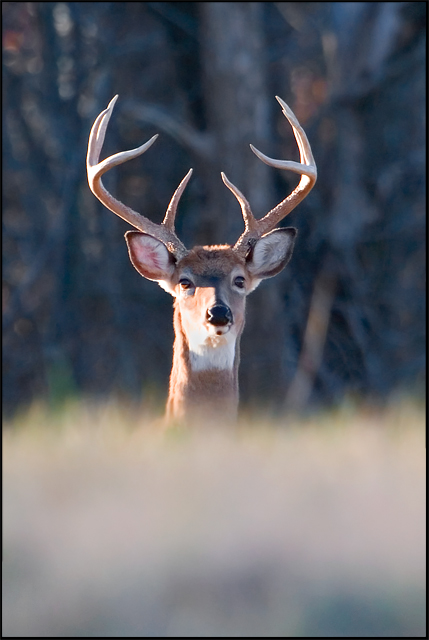 Buck 