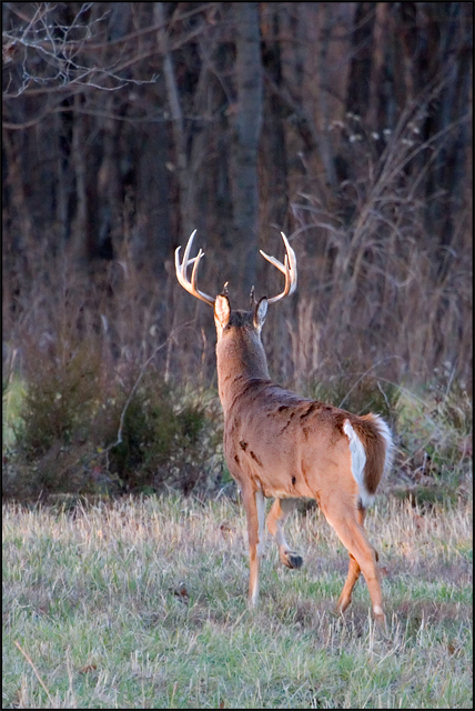 Buck III