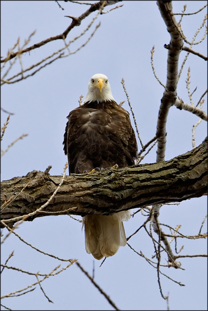 Bald Eagle Stare 