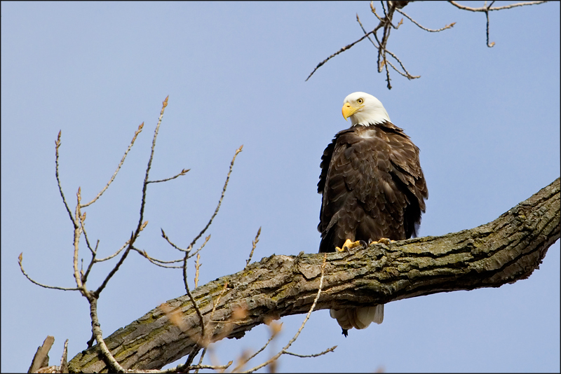Bald Eagle Perch