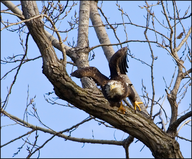Bald Eagle Launch