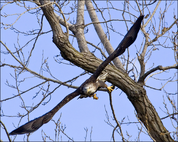 Wing Span