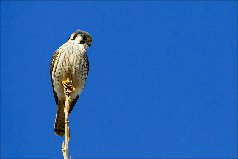 Kestrel