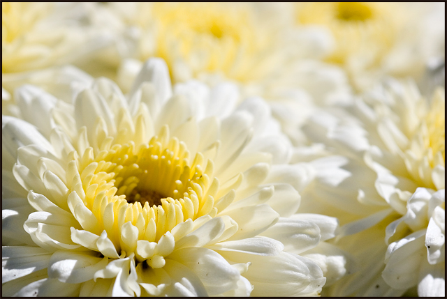 Mum Macro