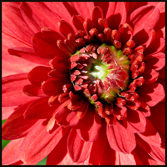 Red&Green