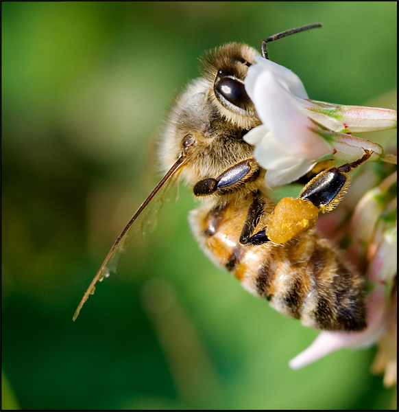 Honey Bee at work