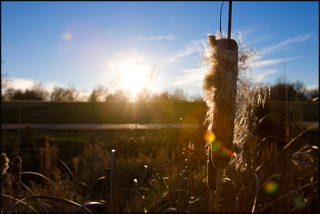 Cattail sunset