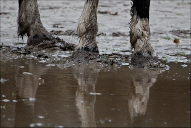 Muddy Hoofs