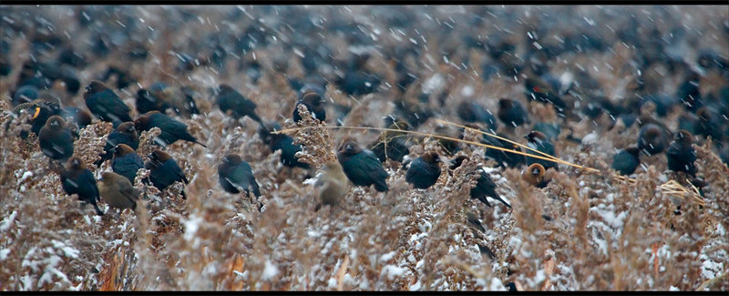 Winter Gathering