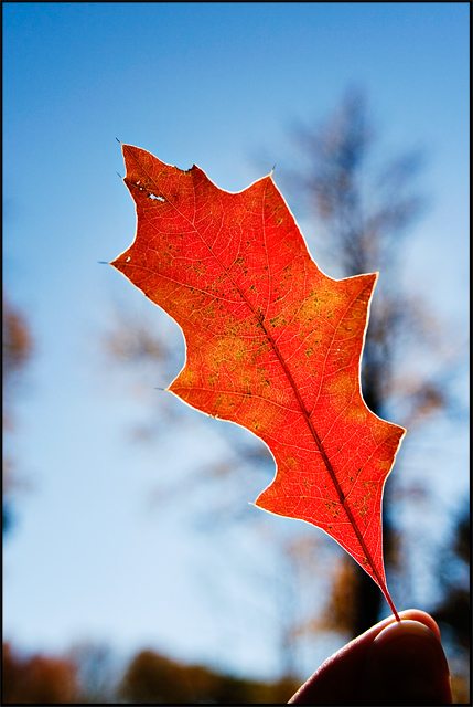 Red leaf