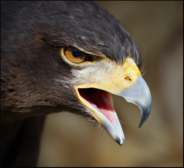 Harris Hawk