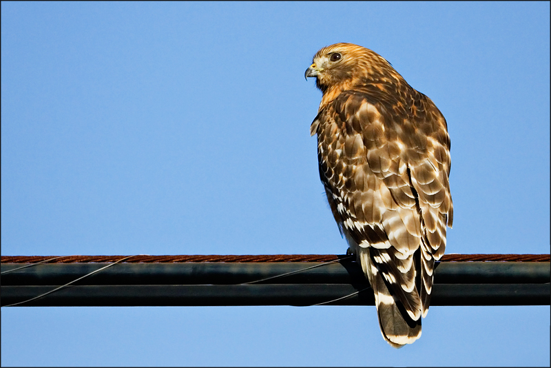 Red Shoulder Hawk 