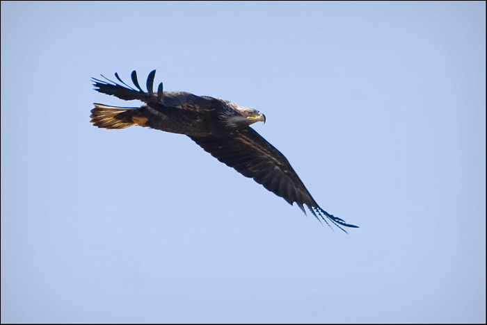 Soaring Bald Eagle