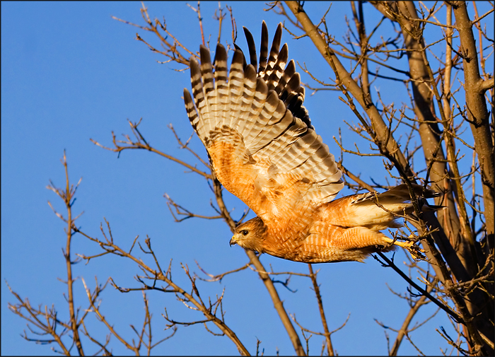 Red Shoulder Hawk In Flight 