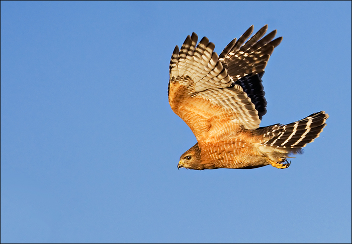 Red Shoulder Hawk In Flight III