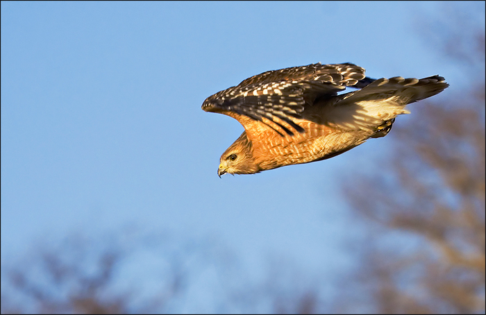 Red Shoulder Hawk In Flight IV