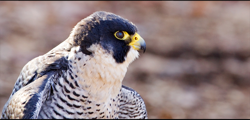Peregrine falcon
