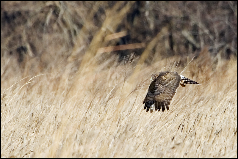 On the Hunt