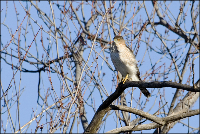 Coopers Hawk