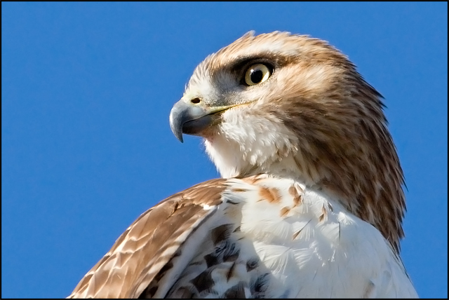Redtail Hawk (1)
